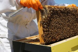 Honey Bees | Dogwood Acres